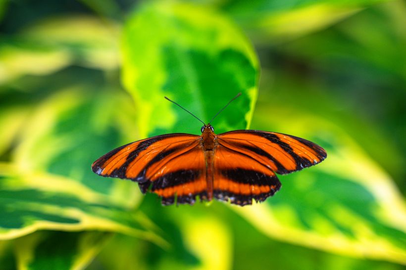 West Michigan Home to Largest Temporary Butterfly Exhibit featured image