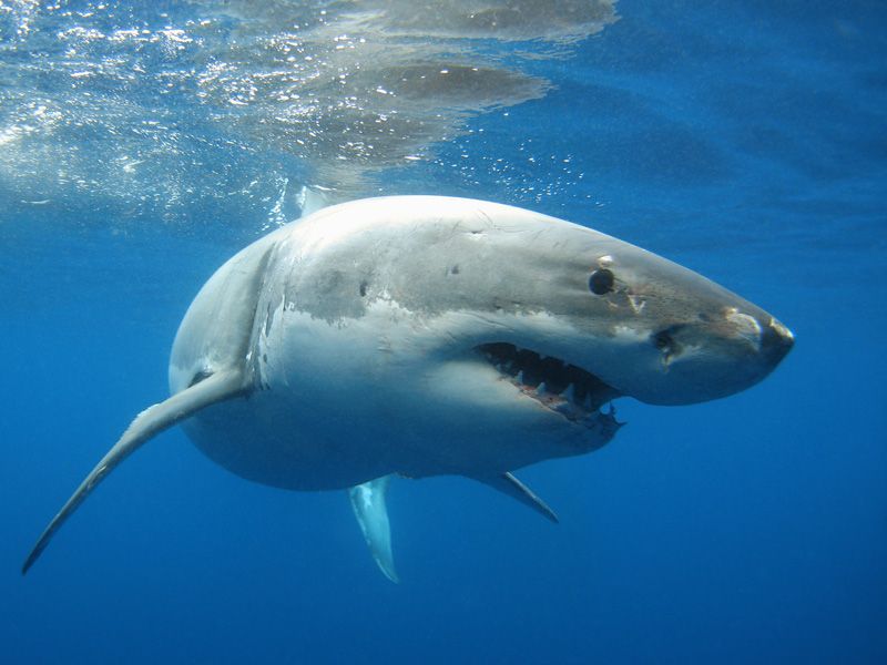 Sharks as Ocean Sensors: How New Tagging Technology Is Advancing Marine Science featured image