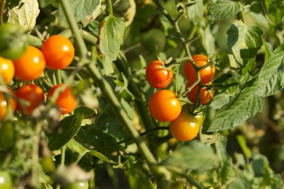 Registered Dietitian Available to Discuss Seasonal Eating, Nutrition Benefits of Summer Vegetables and Healthy Food Preparation featured image