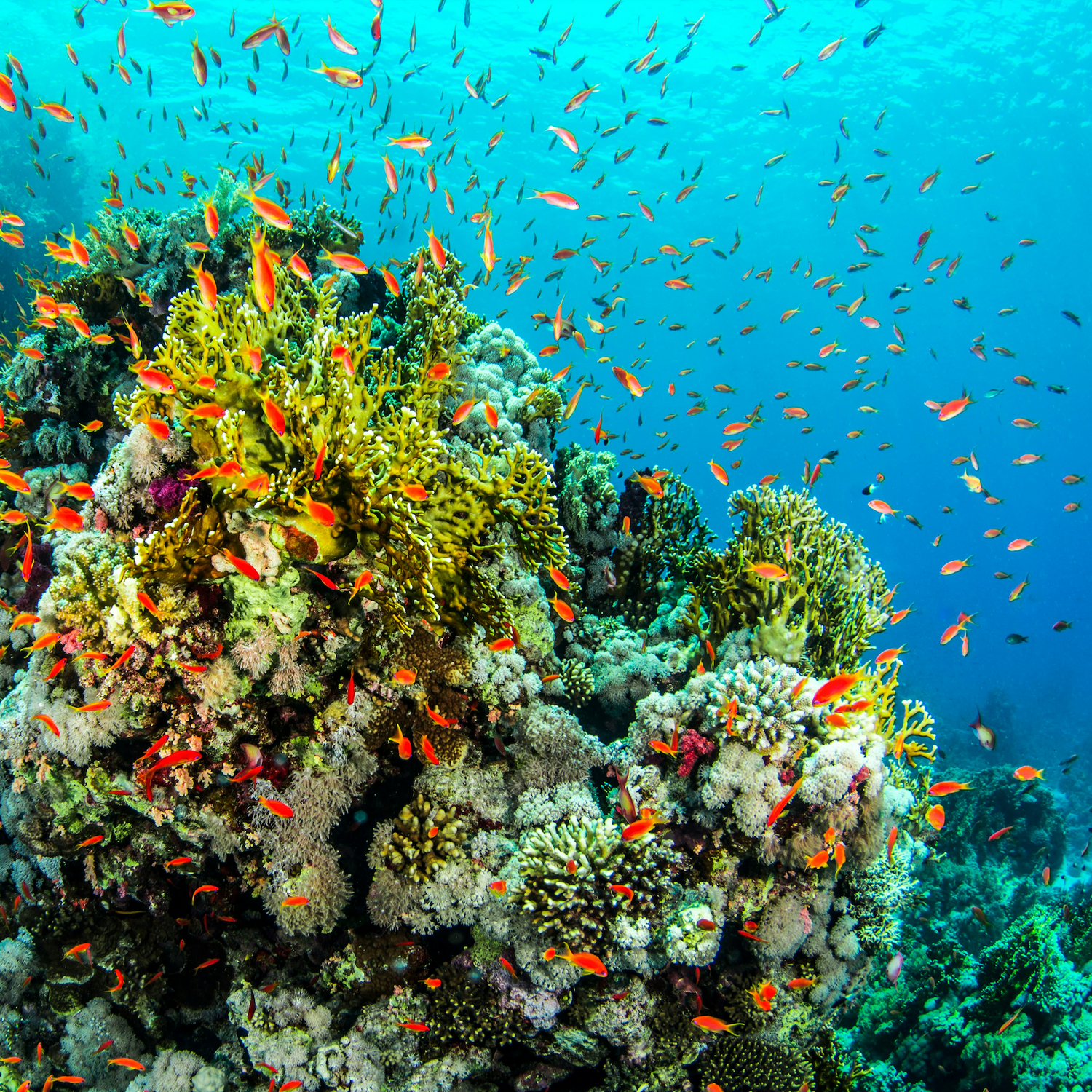 Coral Reef with Fish