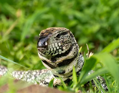 Tegu Lizard