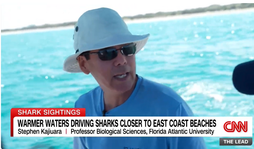 Warming Waters, Wandering Sharks: Why Blacktip Sharks Are Moving North featured image