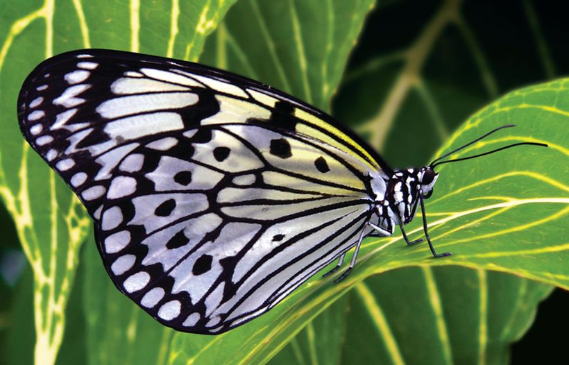 Visit the Tropics without a Flight - Largest Temporary Butterfly Exhibit a Sign of Spring featured image